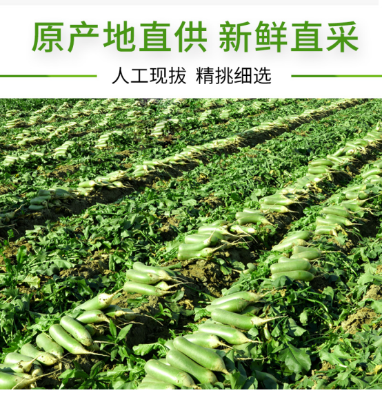 每周500吨寿光蔬菜 将通过苏宁销往全国