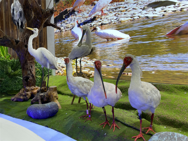  7年精心保护 “铜川籍”朱鹮数量已增加到105只