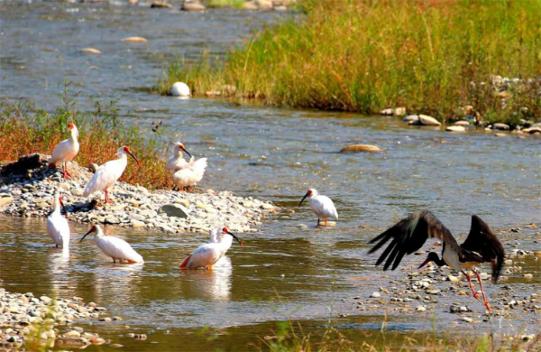  7年精心保护 “铜川籍”朱鹮数量已增加到105只