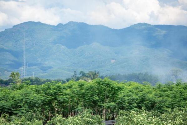 植物医生公益底蕴深厚，携手UNDP助力生物多样性