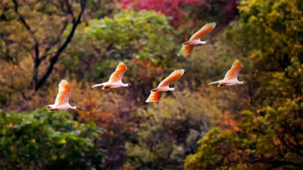  7年精心保护 “铜川籍”朱鹮数量已增加到105只