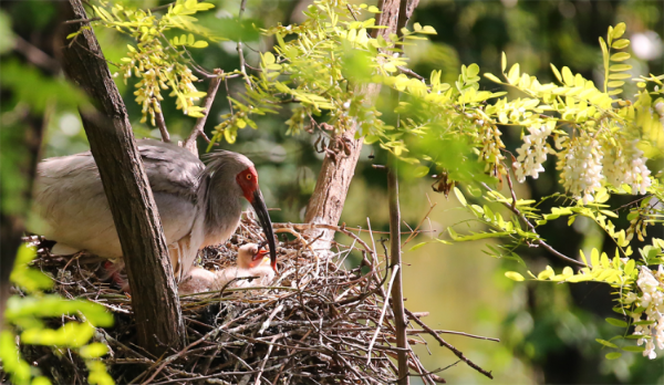  7年精心保护 “铜川籍”朱鹮数量已增加到105只