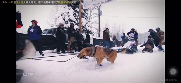 狗拉雪橇“世界杯”打响，《狗拉雪橇北极系列赛》，虎牙独家转播