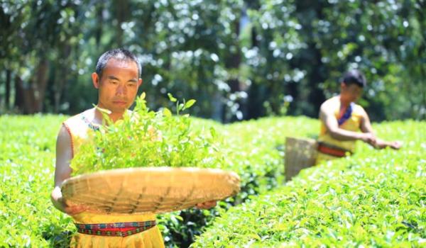  茶香一刻丨凤牌滇红，冬来暖茶香