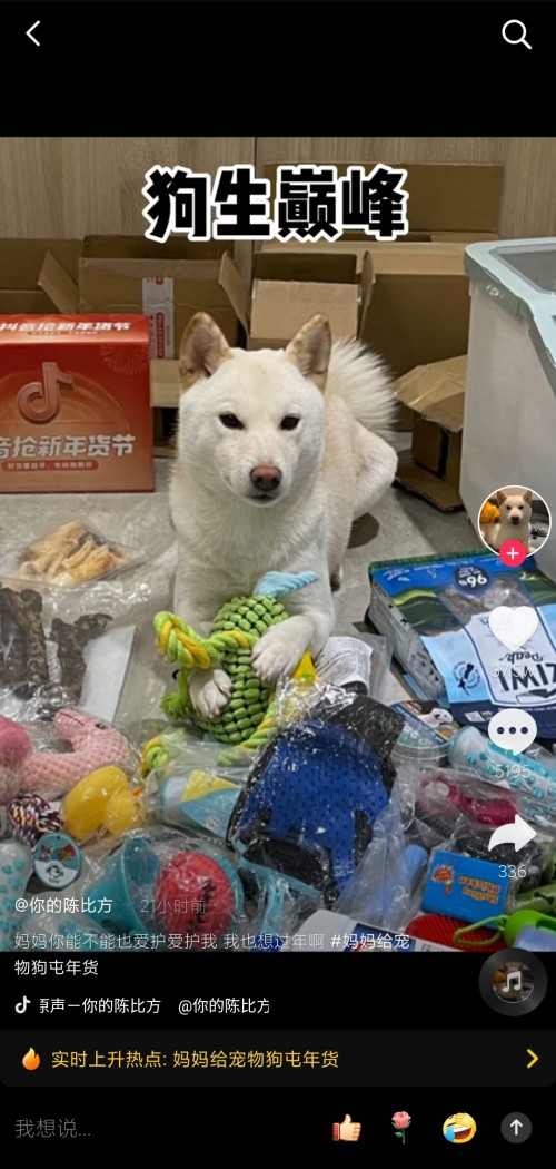  妈妈给宠物狗准备大批年货走红抖音，网友：羡慕狗子