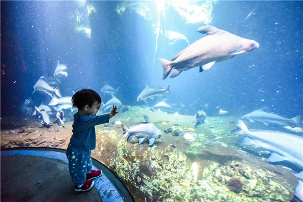 横琴有爱，节事品牌引来活力新旅游业态