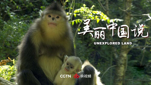 8K纪录片《美丽中国说》央视频首播，来自中国的神奇动物陪你过大年