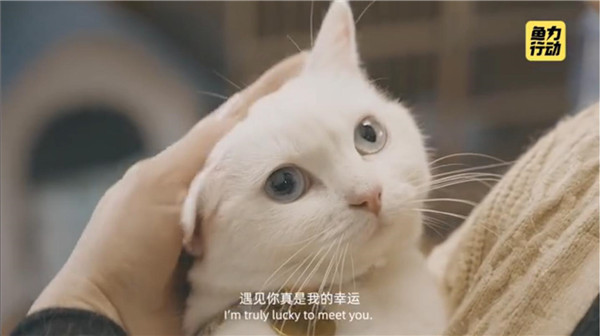 闲鱼发起“鱼力行动”，超20000只猫狗等待领养救助