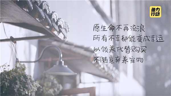 闲鱼发起“鱼力行动”，超20000只猫狗等待领养救助