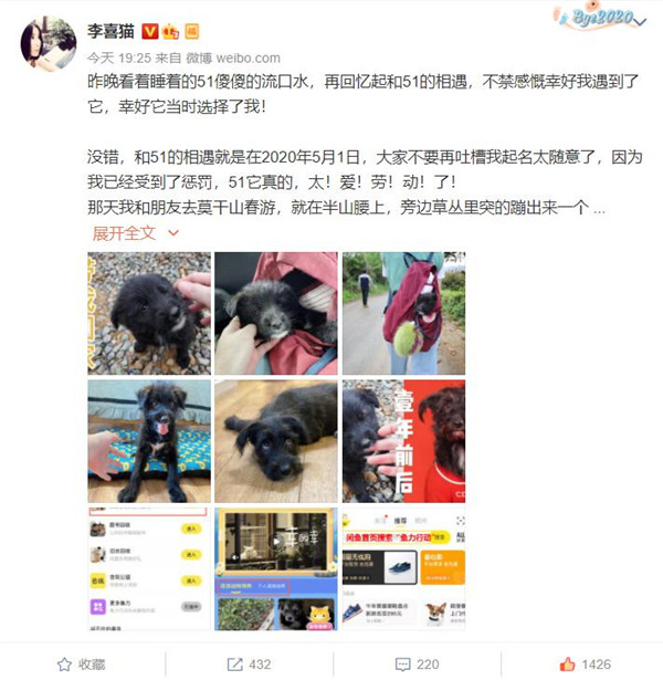 闲鱼发起“鱼力行动”，超20000只猫狗等待领养救助
