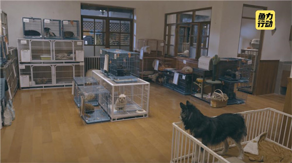 闲鱼发起“鱼力行动”，超20000只猫狗等待领养救助