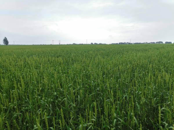 雪川农业优质旱作春小麦喜获丰收