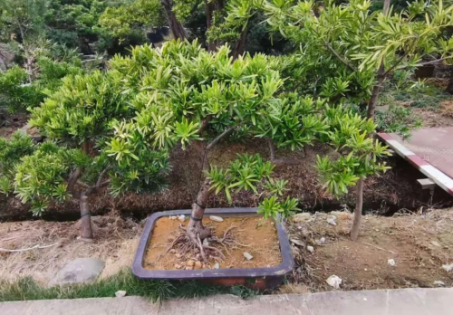 如何用一亩田2周销售额超200万？广东罗汉松商家的秘诀在这里
