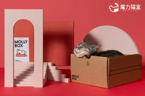 遇见魔力猫盒，遇见更有趣的轻宠潮时代
