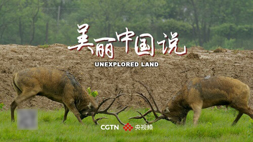 8K纪录片《美丽中国说》央视频首播，来自中国的神奇动物陪你过大年