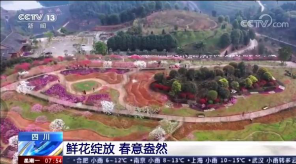 宜宾金兰花谷登上央视 近3000亩名贵花草成就网红打卡地