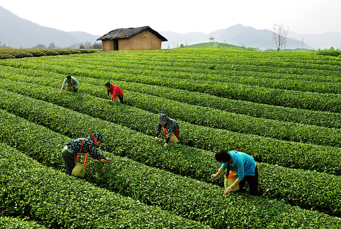松阳政府再度牵手淘宝春茶节，打造有品质的大众茶