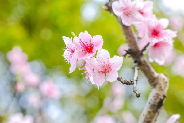春日打卡拍摄攻略：如何让你拍摄的花儿脱颖而出？