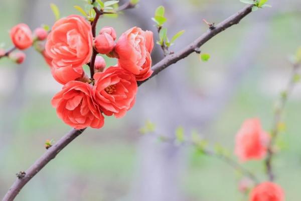 春日打卡拍摄攻略：如何让你拍摄的花儿脱颖而出？