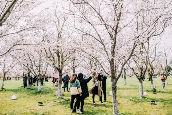 “花开盐城”旅游季暨2021大洋湾国际樱花月启动 来盐城，开启一场风花雪月之旅