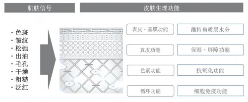 “THE GINZA御银座”品牌焕新 全新升级独特复合成分，打造臻泽健康美肌