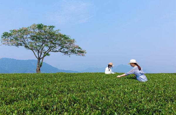 松阳政府再度牵手淘宝春茶节，打造有品质的大众茶