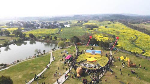 金花有约，又见高淳 第十三届中国·高淳国际慢城金花旅游节今日开幕