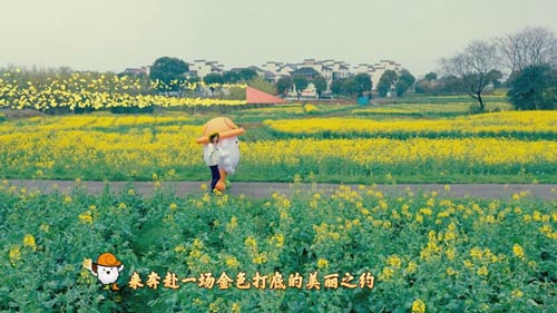 金花有约，又见高淳 第十三届中国·高淳国际慢城金花旅游节今日开幕