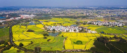 金花有约，又见高淳 第十三届中国·高淳国际慢城金花旅游节今日开幕