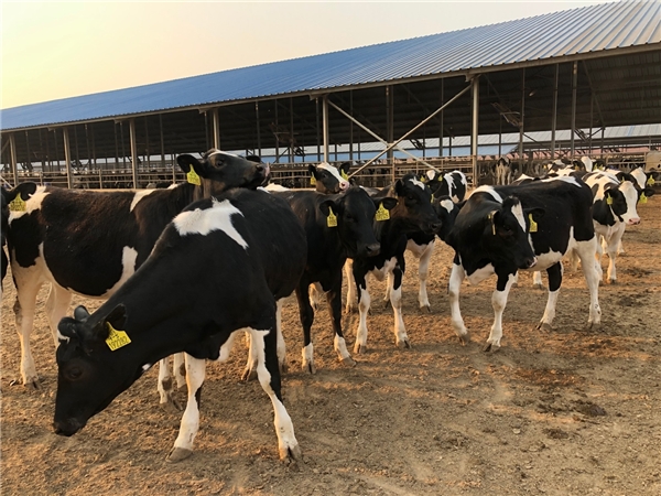 认养一头牛：四年组织百场牧场游，探访品质好奶源头地