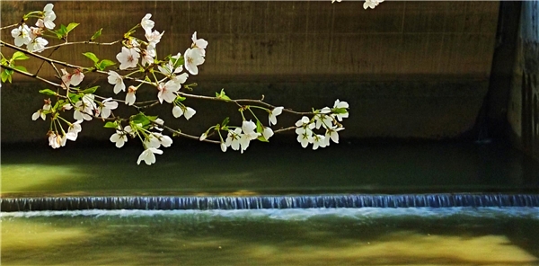 易信春光摄影大赛结束，这里有些关于春天的美