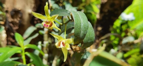 深掘千年高山仙草石斛兰 植物医生开启汉方古法“仙草美肤”