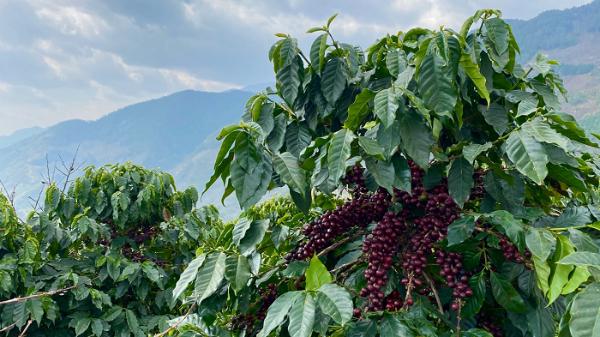 力挺云南咖啡，瑞幸咖啡采购1000吨云南精品咖啡豆