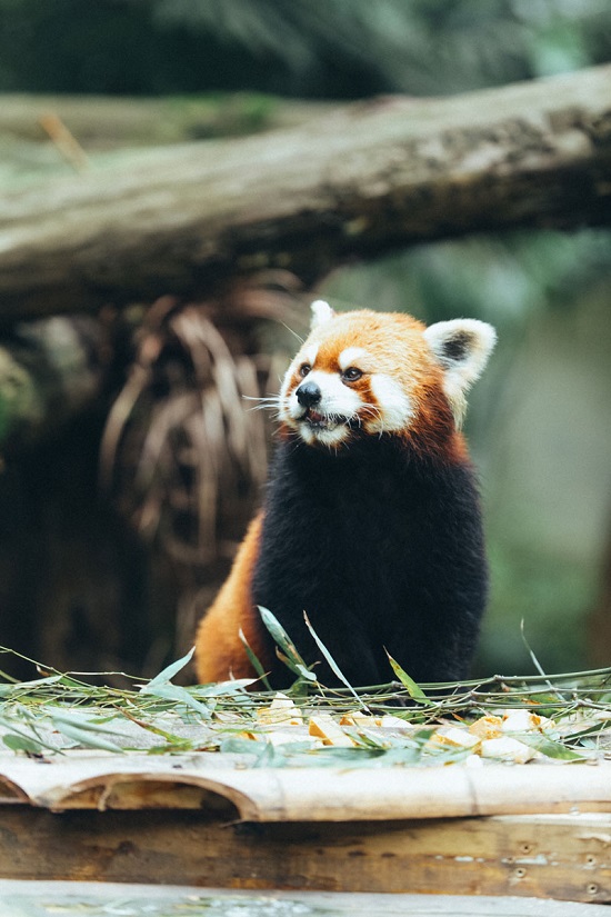 法优乐飞机头小酸奶爱心认养南京红山森林动物园小熊猫小仙