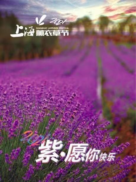 “紫”愿你快乐！第五届上海薰衣草节来了！
