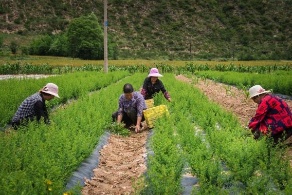 推动乡村振兴，康弘药业打造“绿色经济”产业链