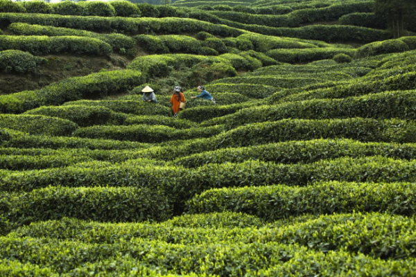 国际茶日，多国外交官被这杯中国“茶界茅台”所征服！