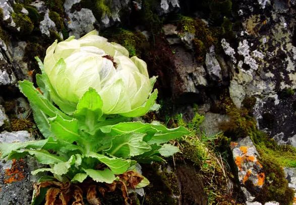 唐代诗人口中的“西域奇花” 植物医生揭秘高山雪莲