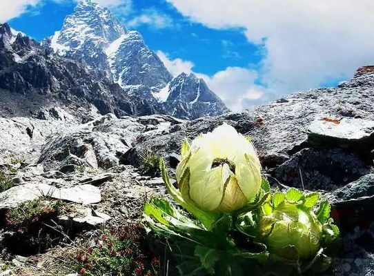 盛开在传说里的高山雪莲 植物医生带来自然美肌能量