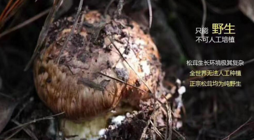 神秘高原雪山中的菌中瑰宝 植物医生诠释高山松茸护肤魅力