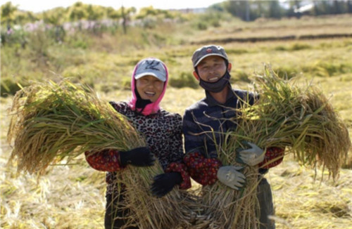 以科学指导农业 中国三星“分享村庄”实现脱贫增收