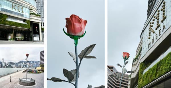 「品位大师」郑志刚香港艺术月巨献，巨型玫瑰绽放K11 MUSEA海滨长廊