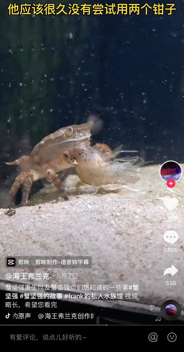 让“蟹坚强”重生的“海王”工程师，195万人看他在抖音养鱼