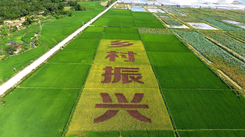 草原领头羊携手盒马助力盒马羊肉小镇