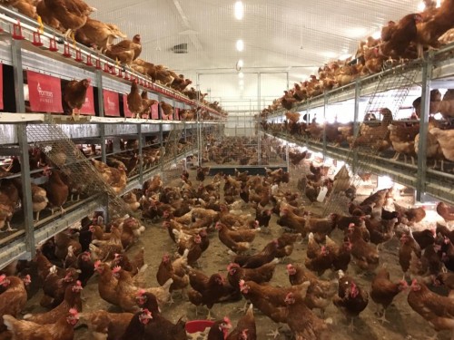 中国首个“百万羽非笼养蛋鸡”项目启动