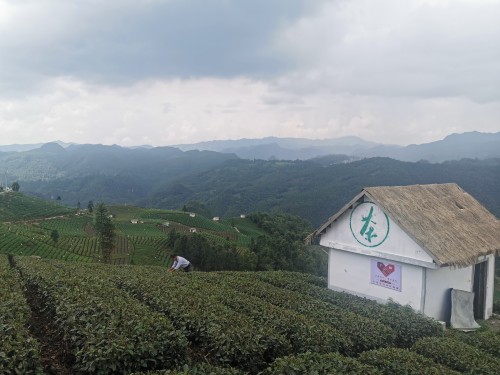  助力黔货出山 贵茶名品起航仪式在贵州贵定举行