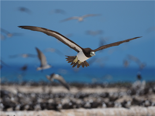 珠联璧合 质速兼顾——奥之心E-M1X搭配300mm F4.0 IS P