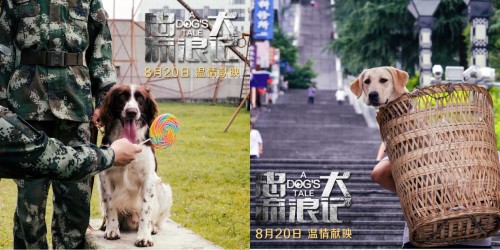 《忠犬流浪记》今日上映 四大看点打造中国版忠犬八公