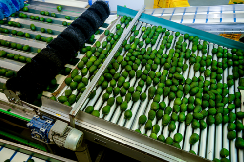 从农场到餐桌，秘鲁牛油果高效供应链保障产品质量