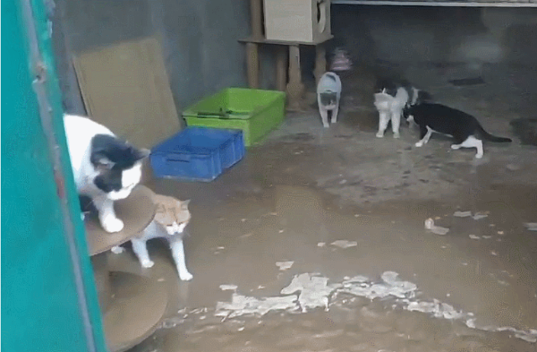 猫来了联合多个宠物品牌和企业，为河南受灾流浪动物救助基发起紧急救援